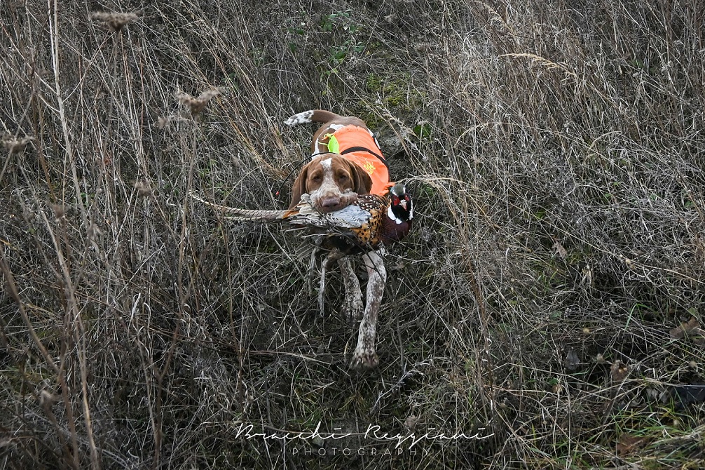 porzia riporto fagiano