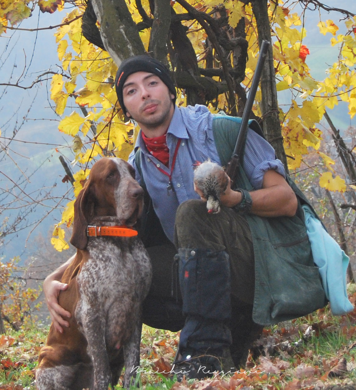 bracco italino pernice rossa