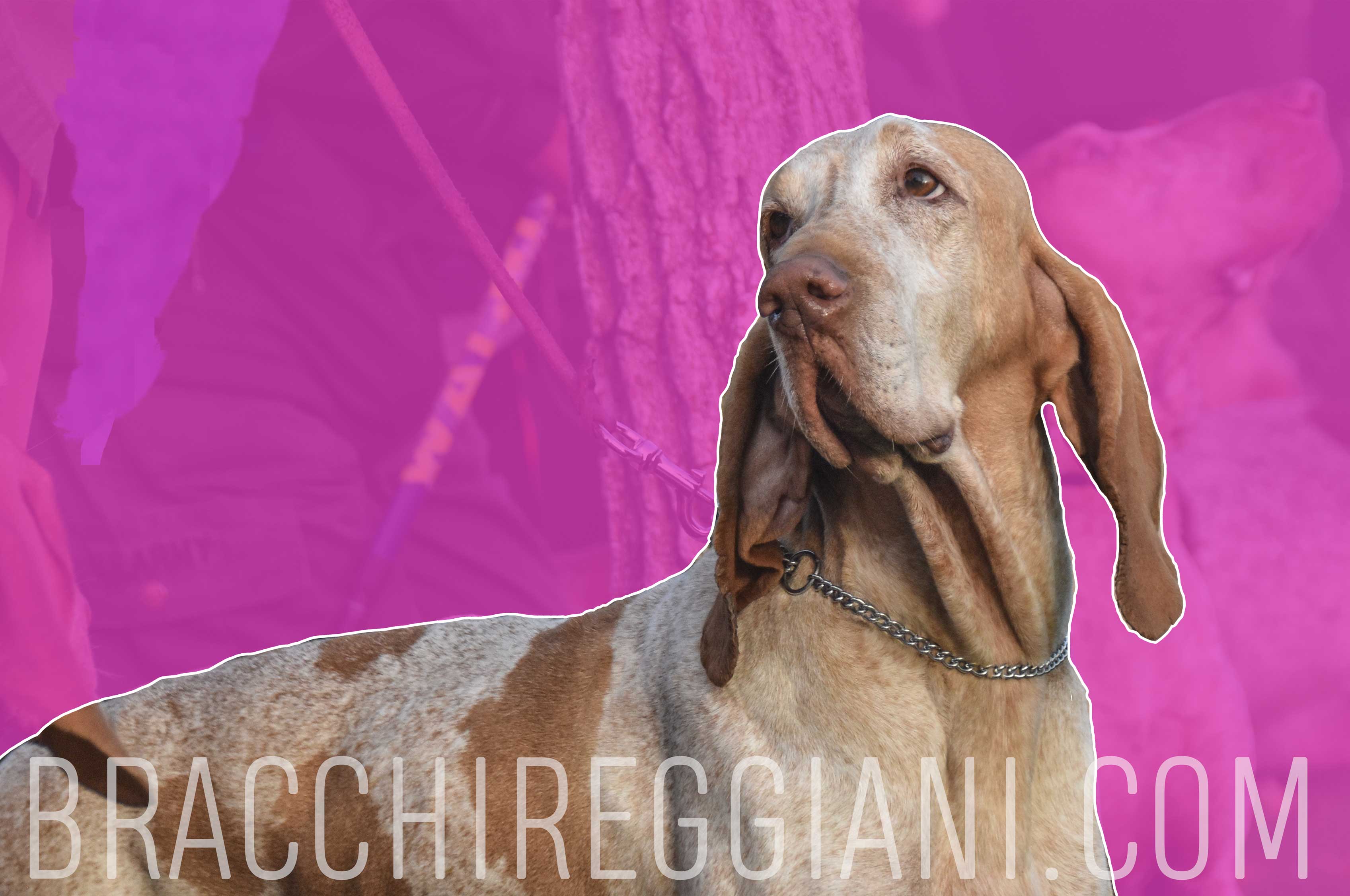 femmina bracco italiano