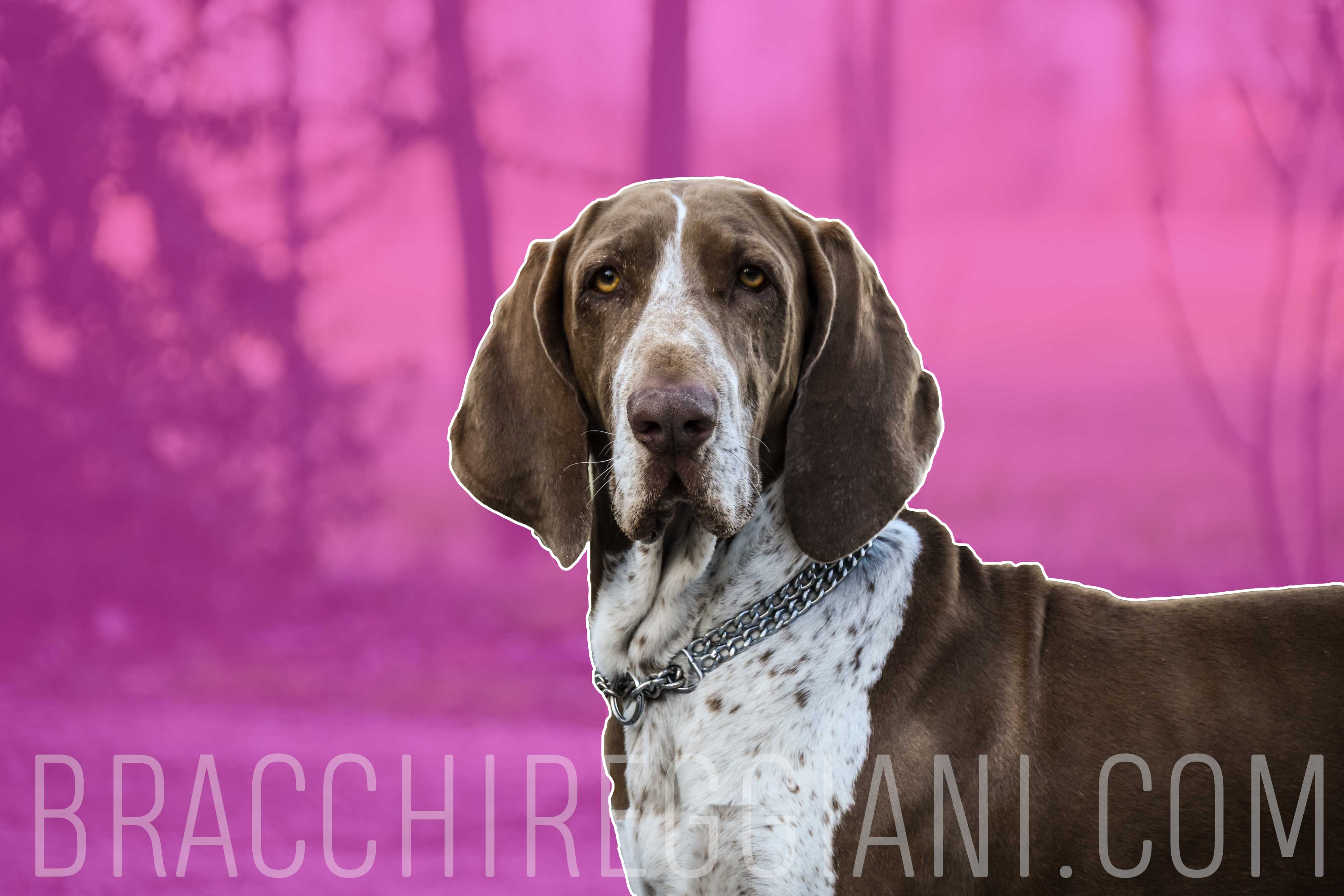 femmina di bracco italiano