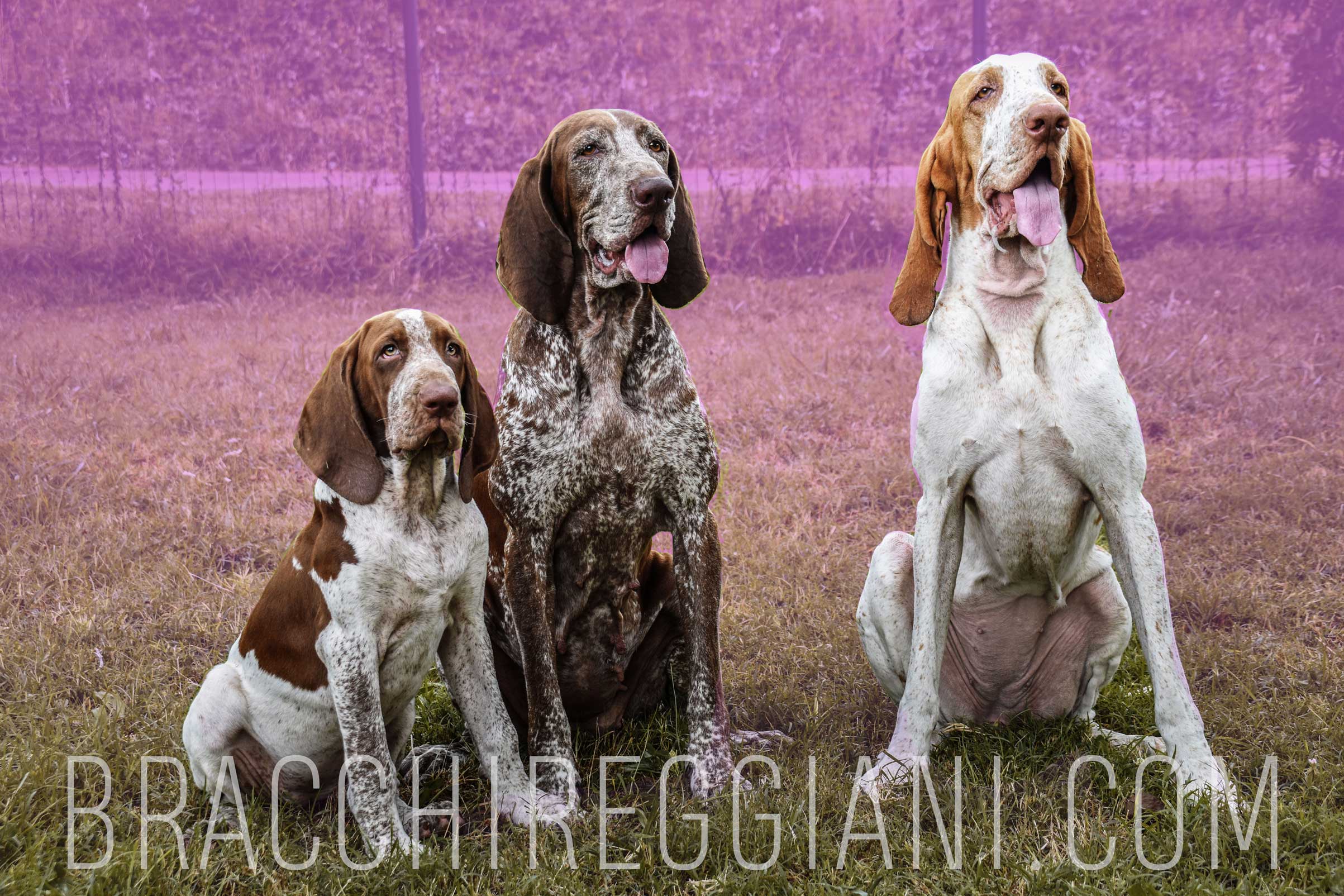 femmine di bracco italiano