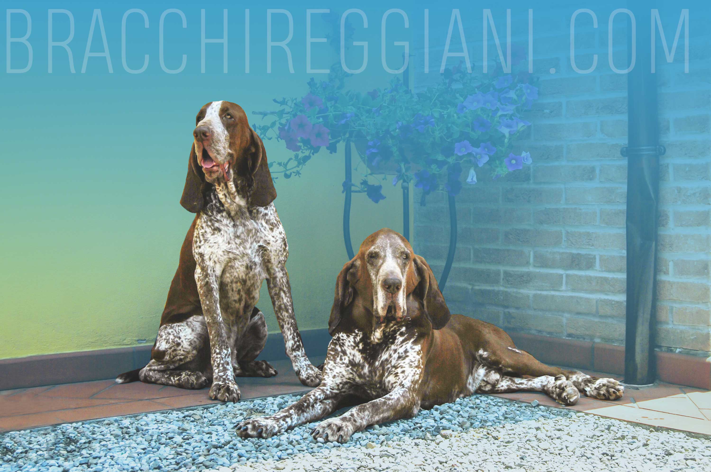 bracco italiano roano maschio