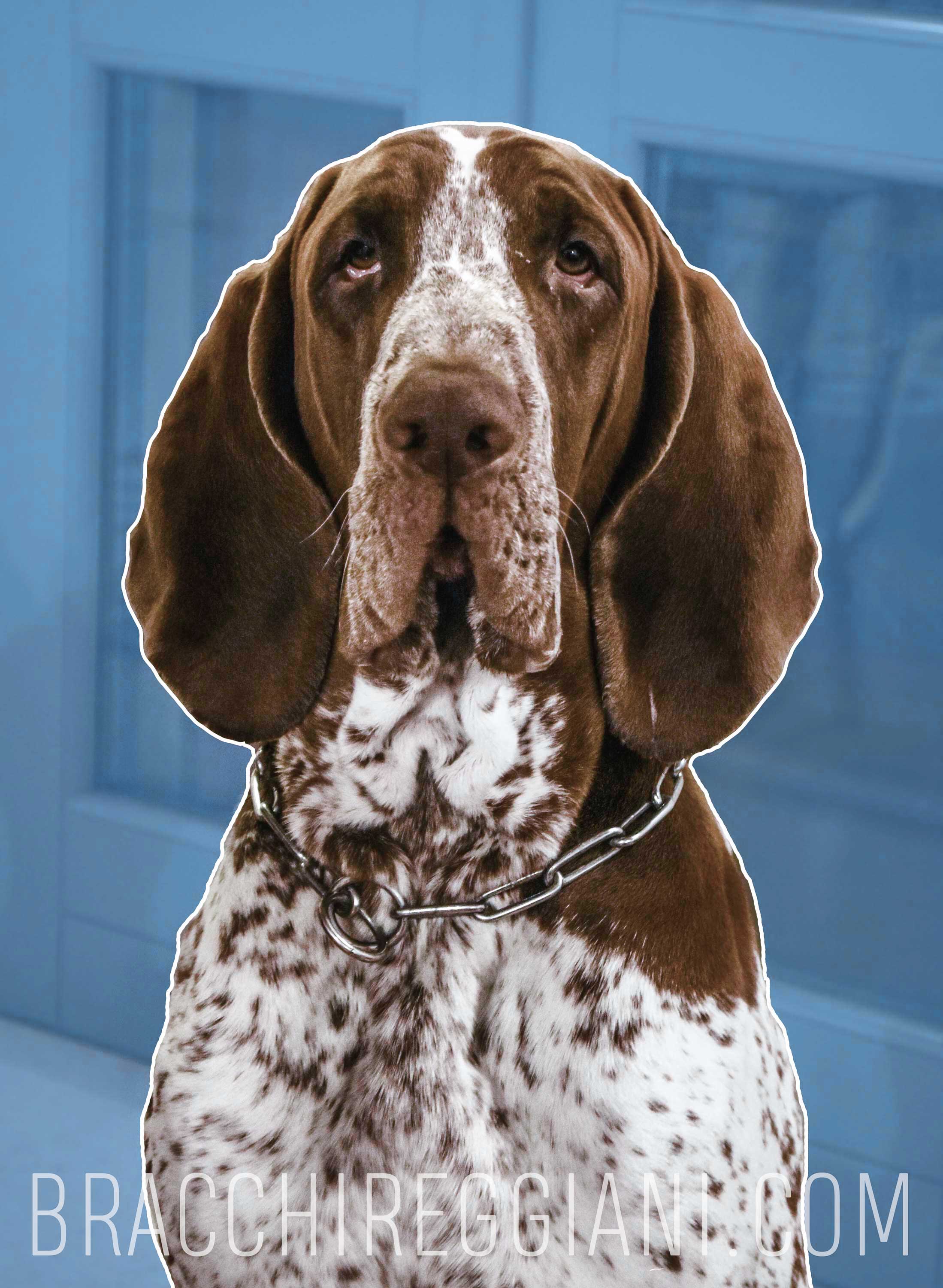 testa bracco italiano maschio