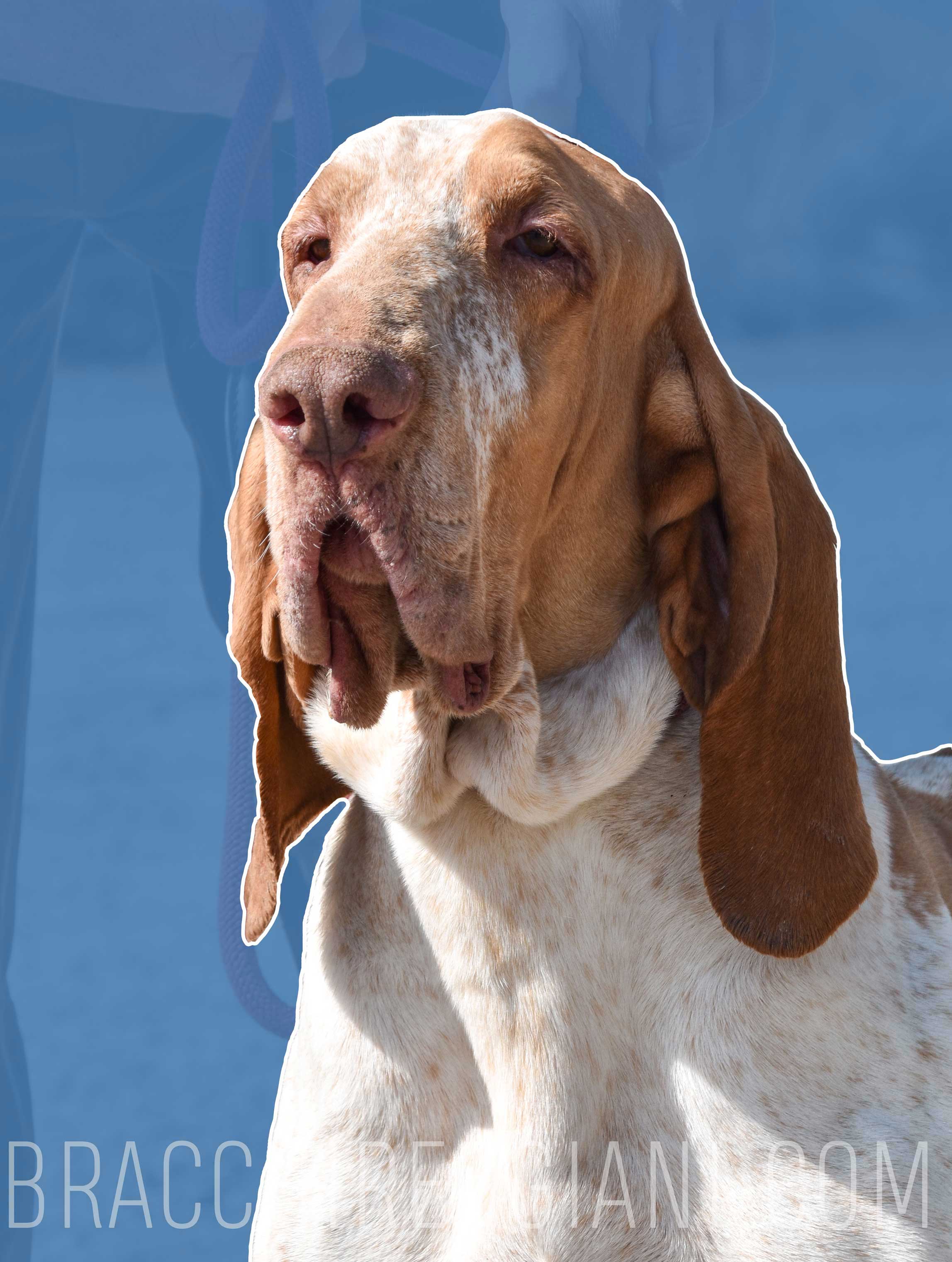 testa maschio bracco italiano