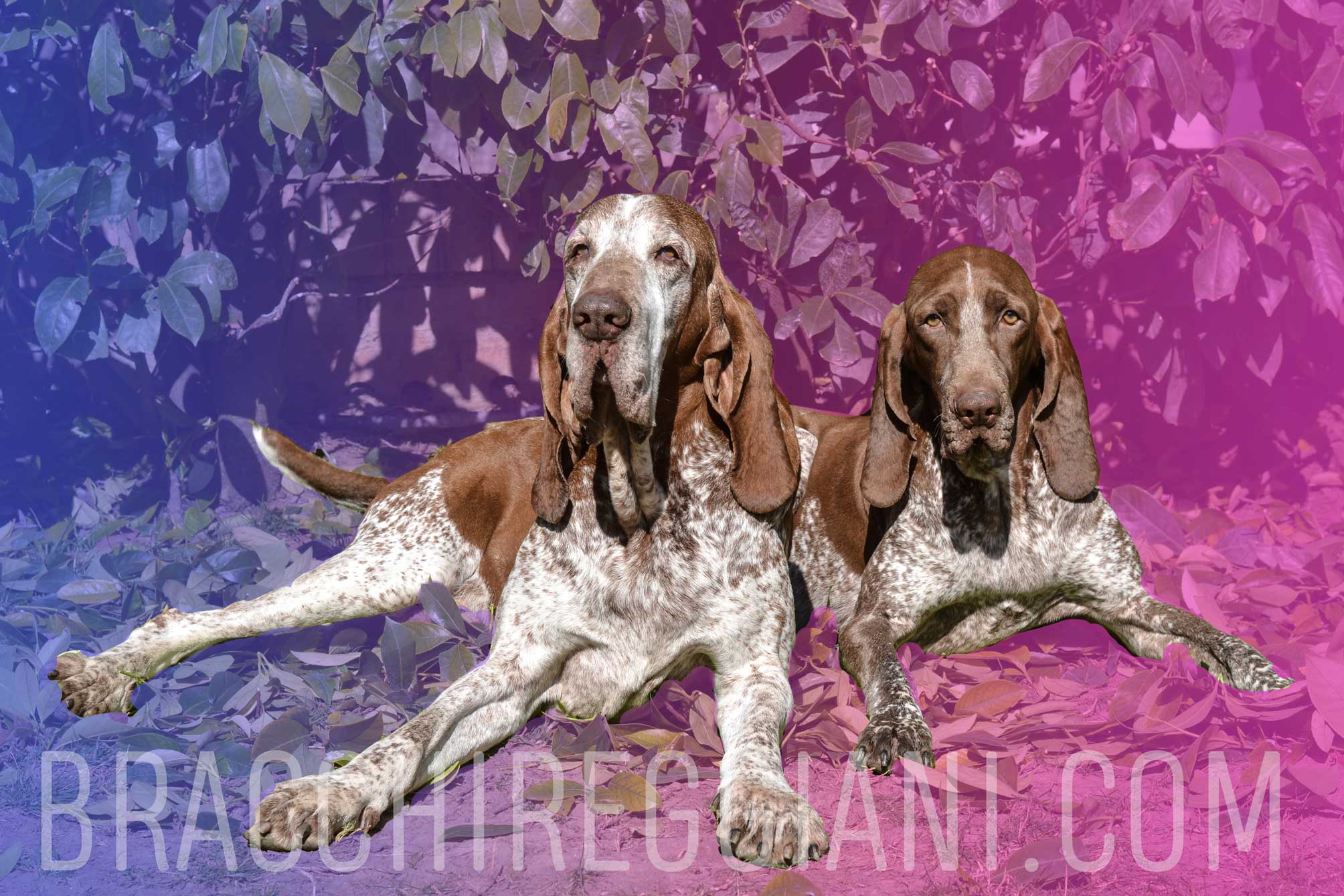 maschio e femmina di bracco italiano