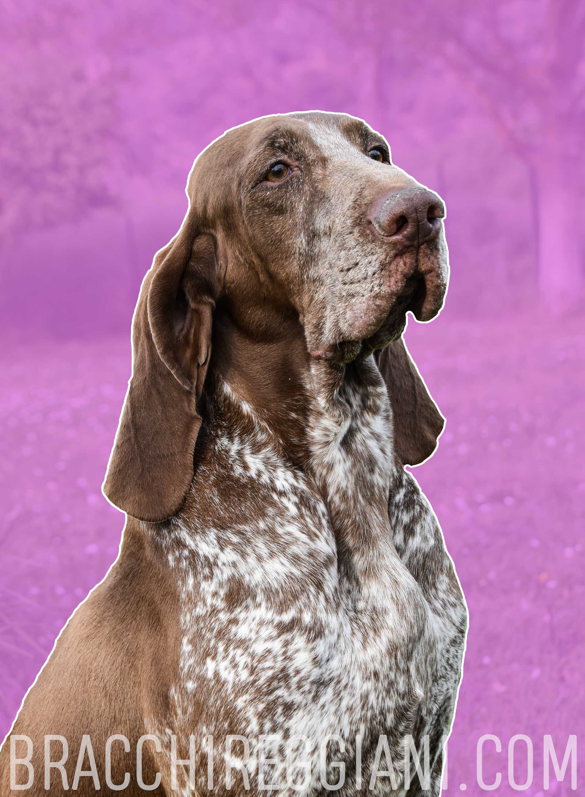 testa e sguardo di bracco italiano femmina