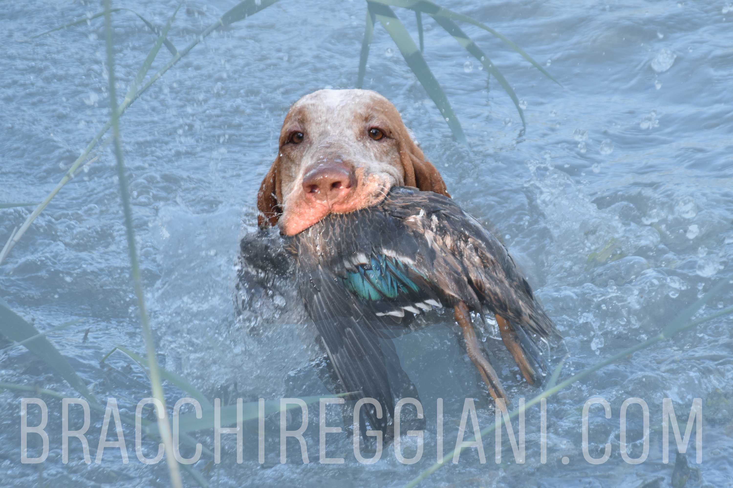 riporto dall'acqua bracco italiano