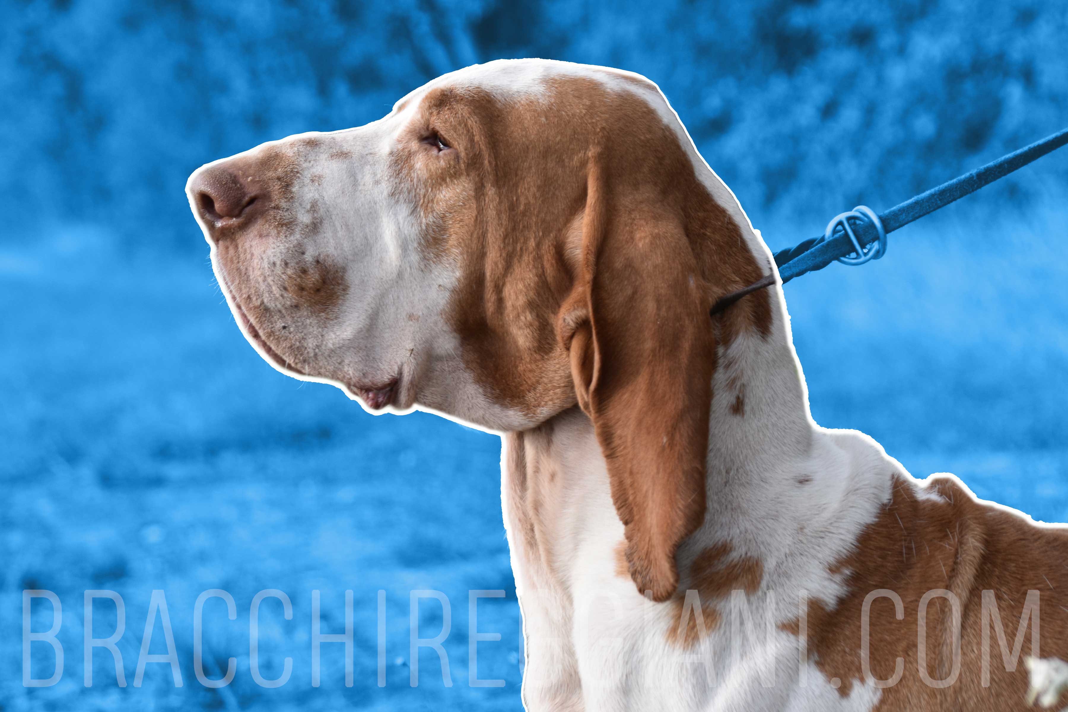 testa profilo maschio bracco italiano