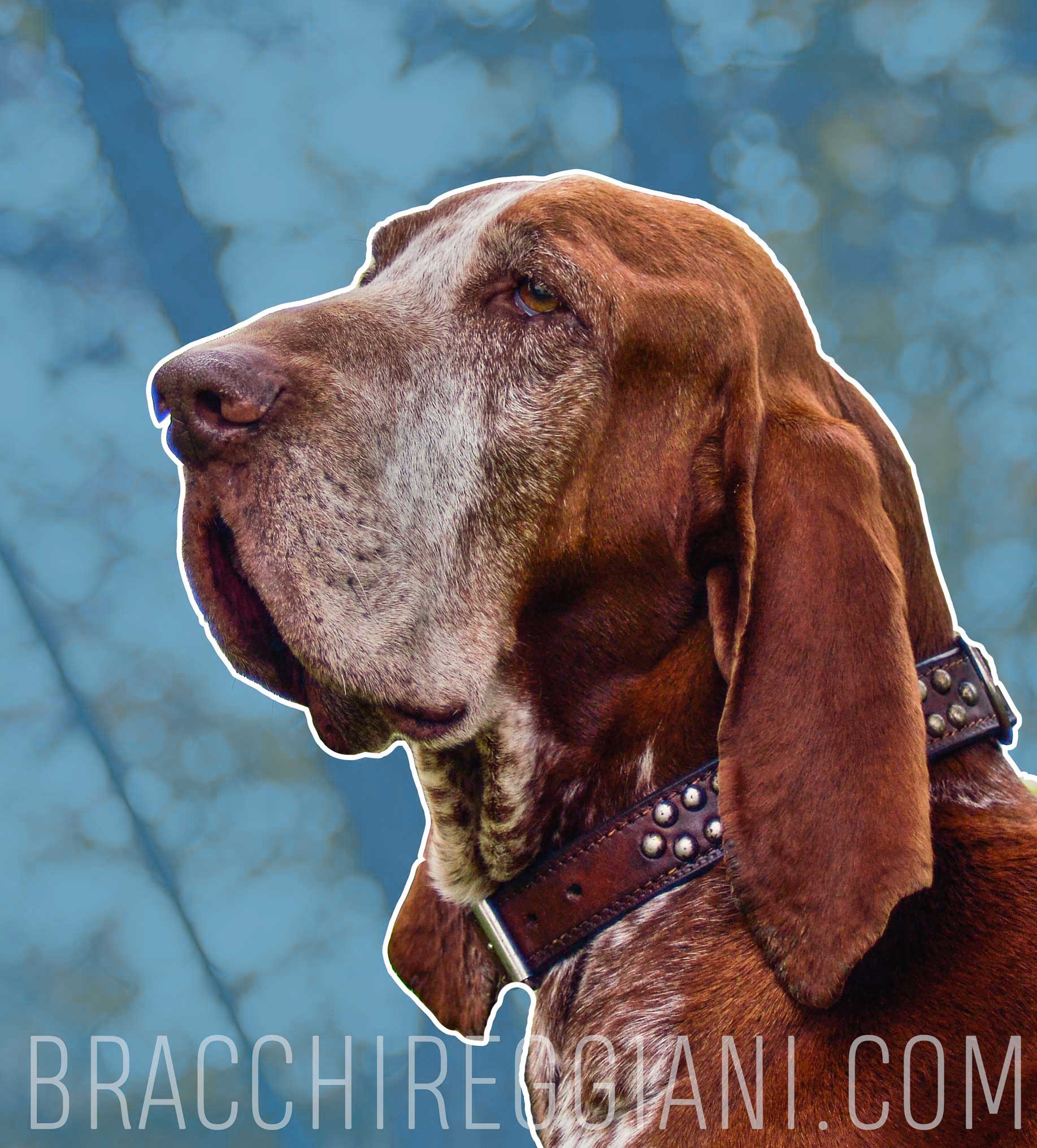 testa e sguardo maschile di bracco italiano
