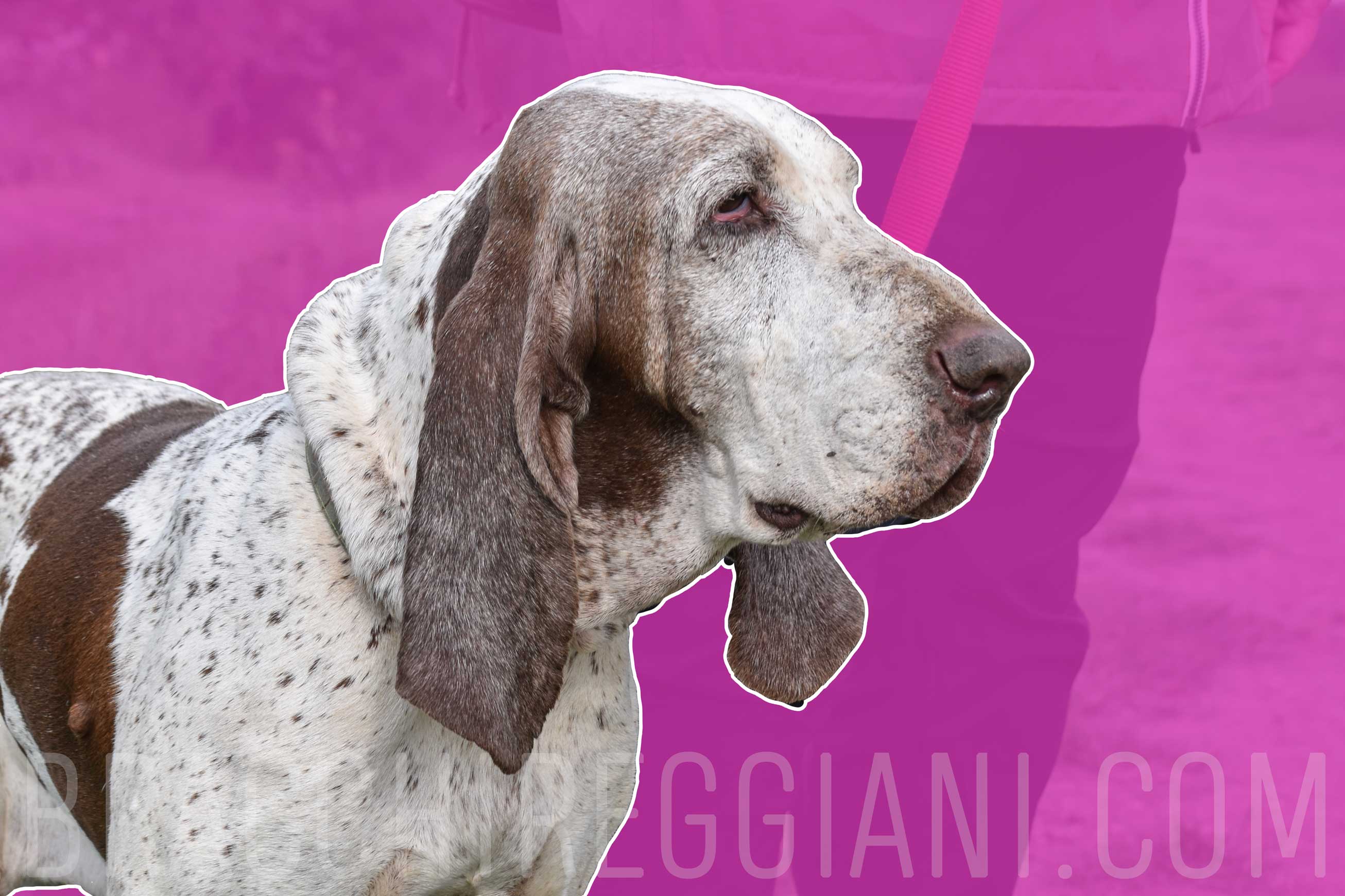 femmina anziana di bracco italiano