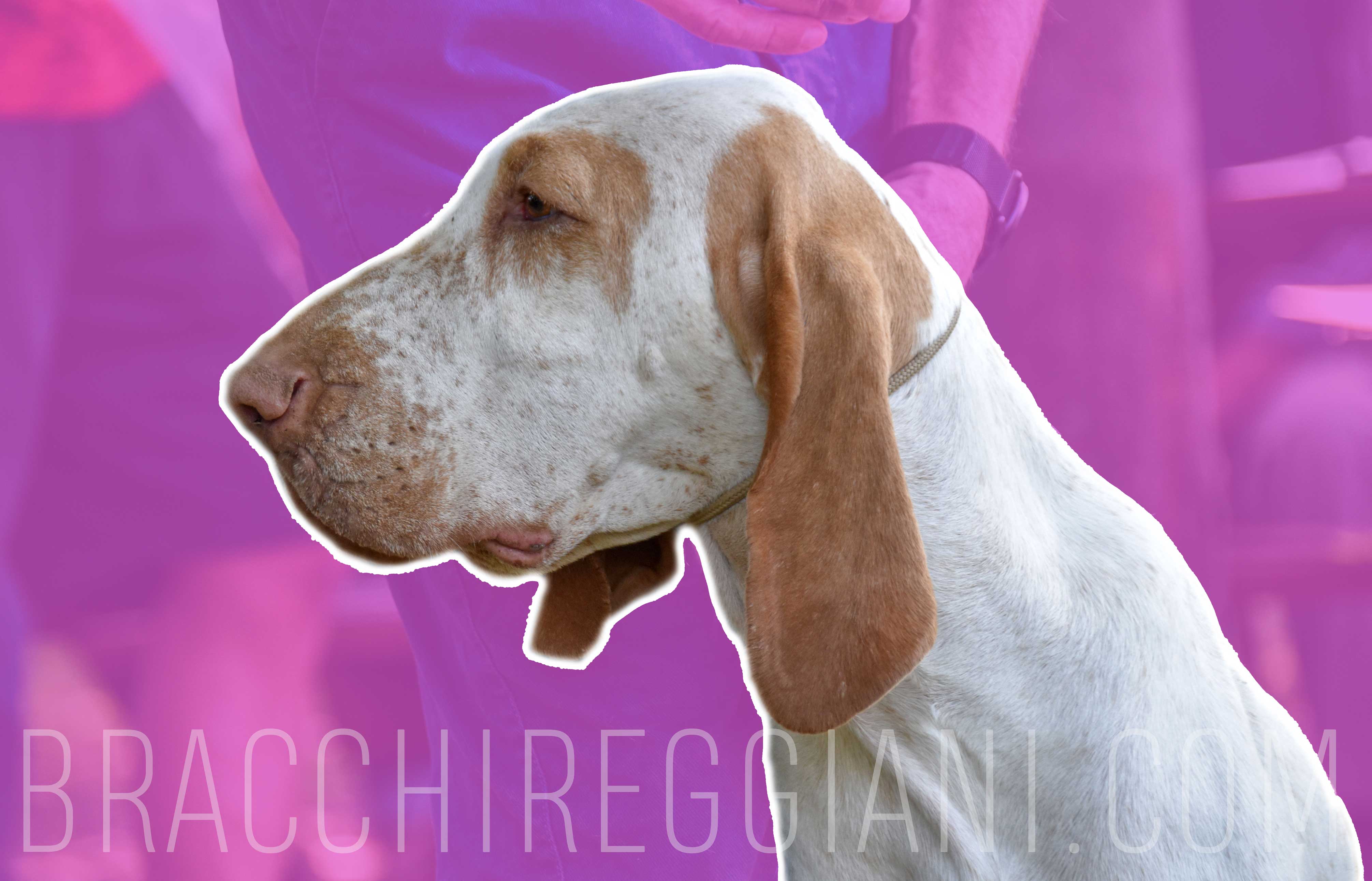 testa femmina di bracco italiano