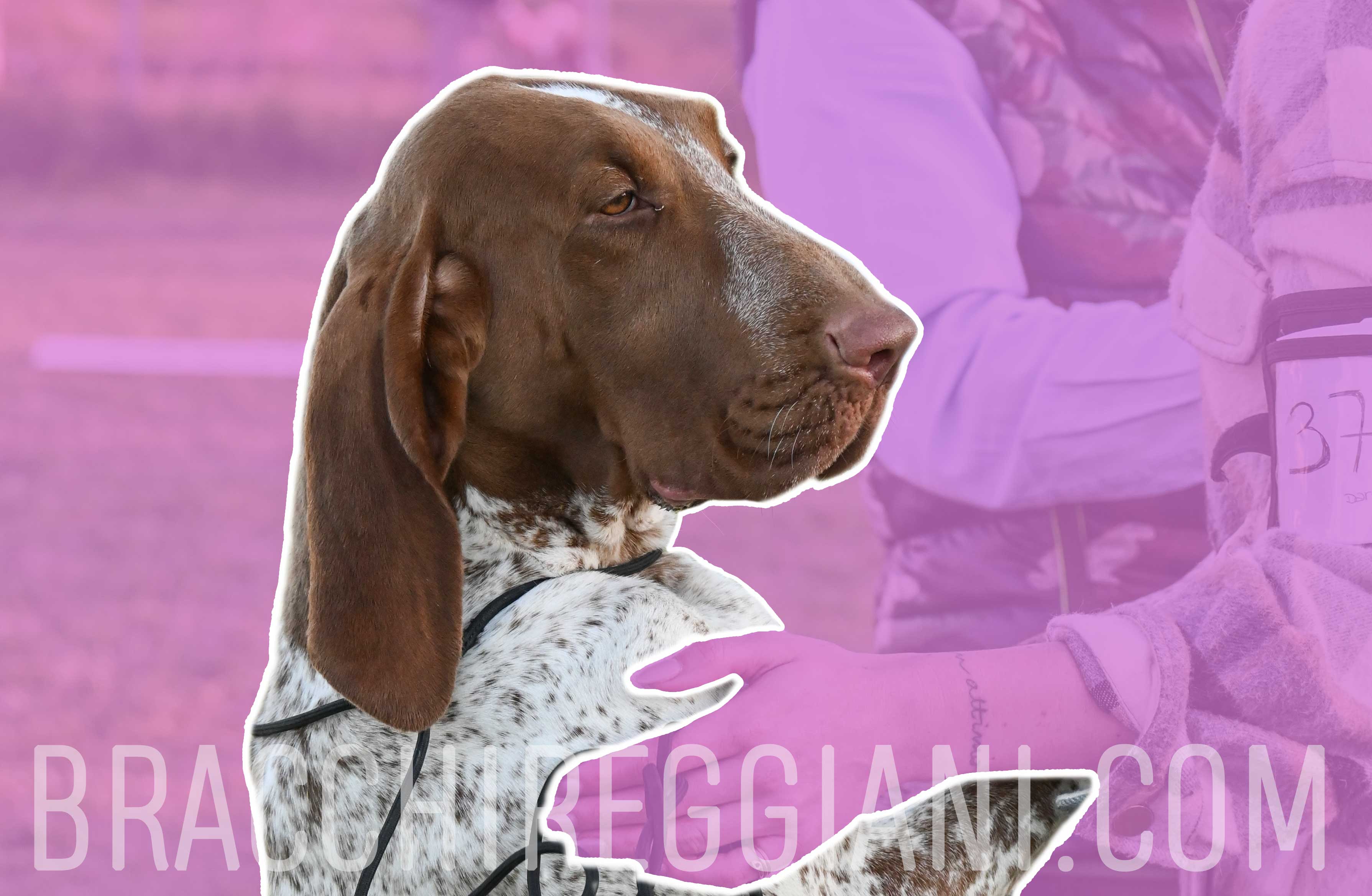 femmina di bracco italiano