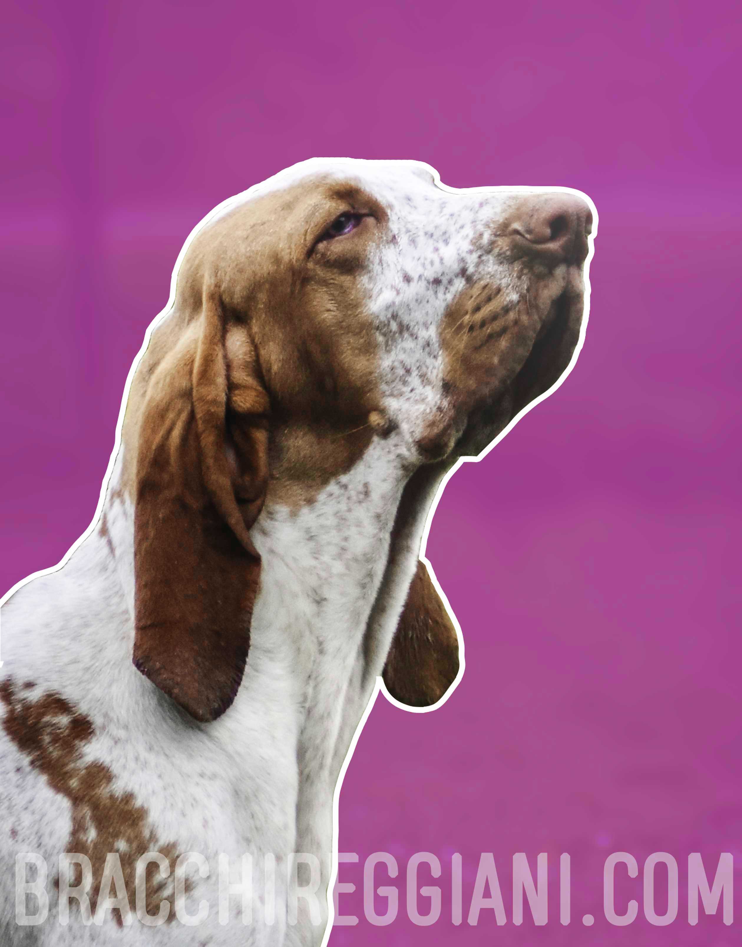 profilo bracco italiano