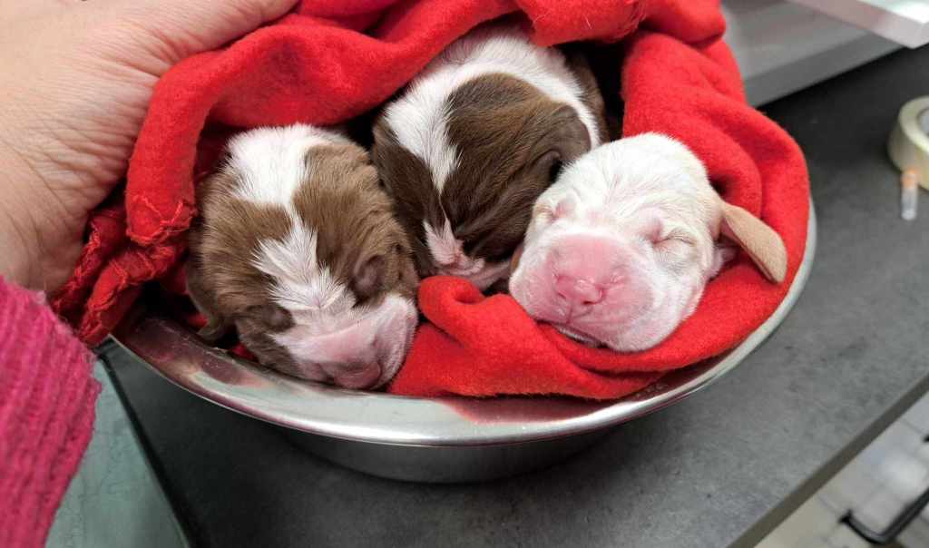 PorZia & GravidanZia: la vita, la morte e i&nbsp;miracoli