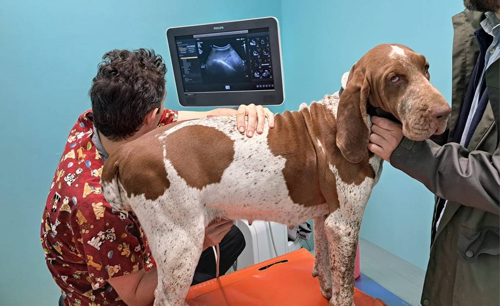 PorZia & GravidanZia: atto&nbsp;I