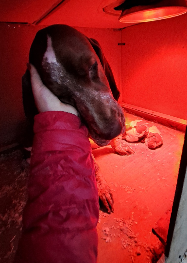 Porzia di Cascina Laghetto