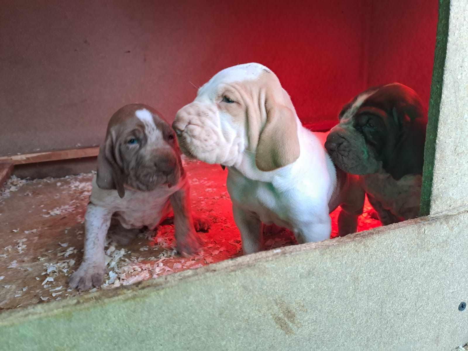 cuccioli di bracco italiano