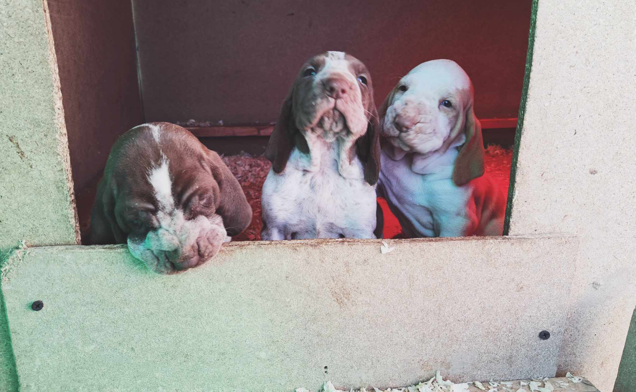 cuccioli di bracco italiano