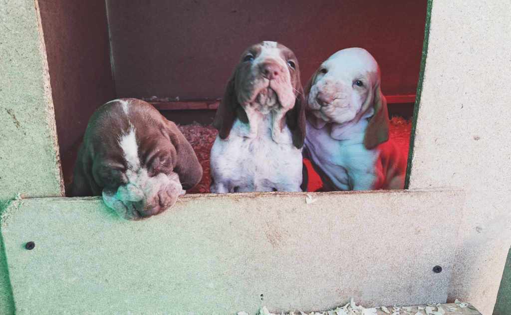 Un Natale da Bracchi&nbsp;Reggiani