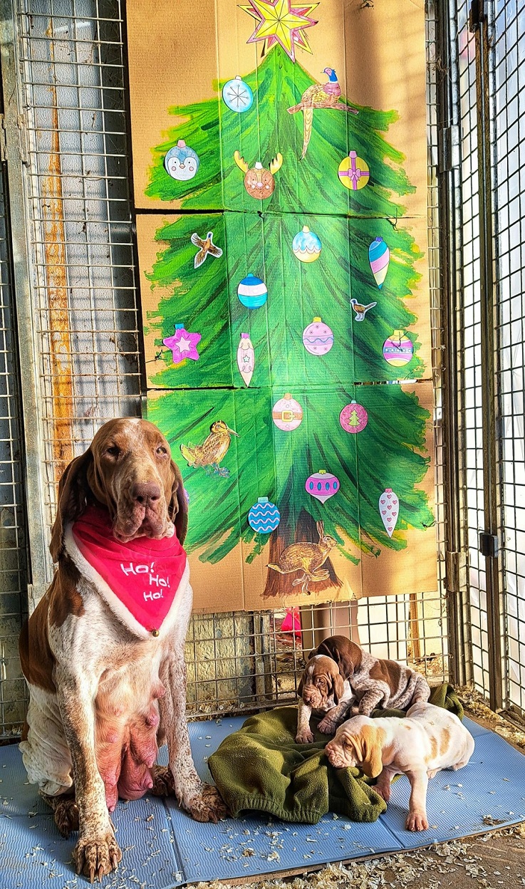 Natale Bracchi Reggiani 2025