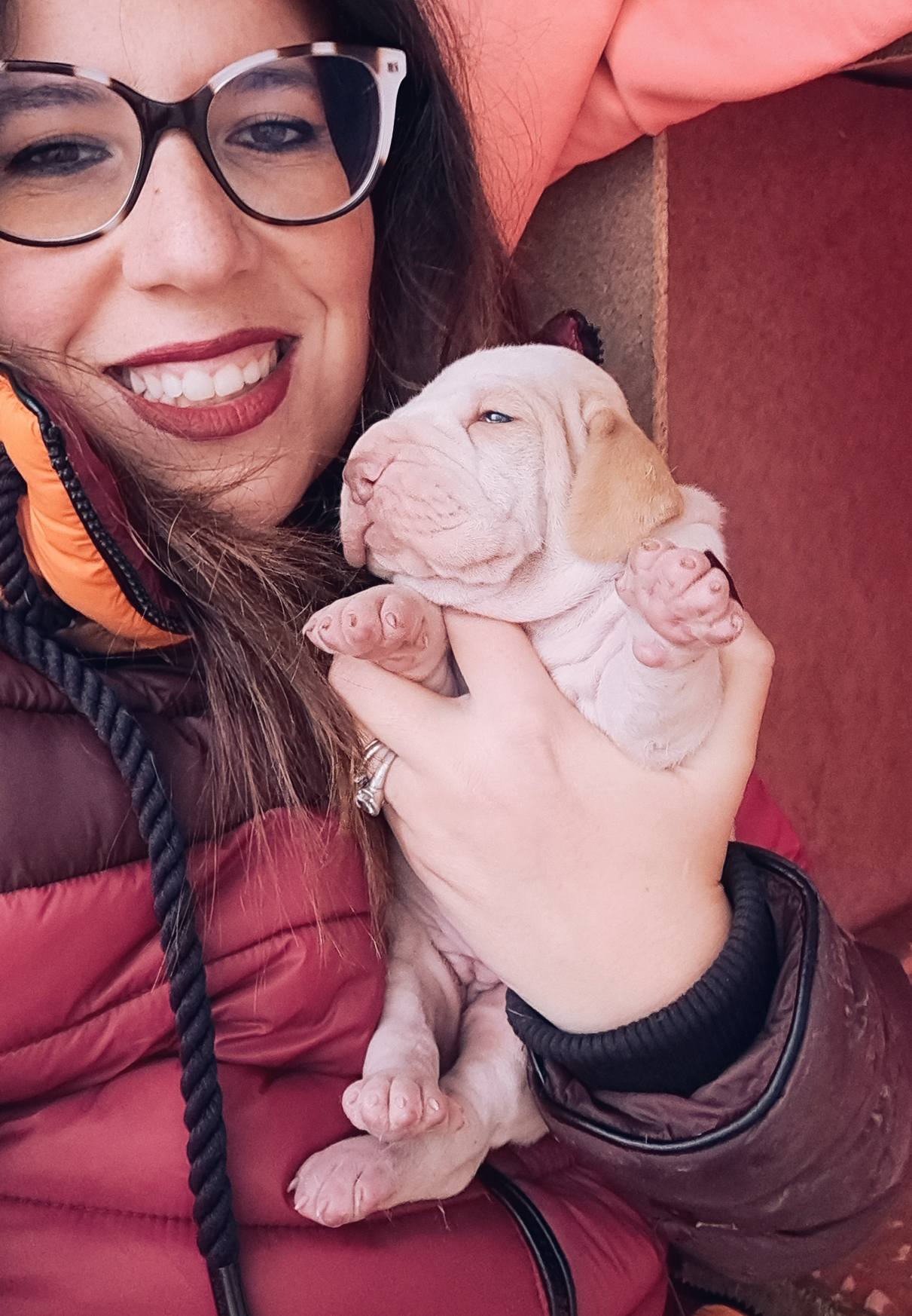 cuccioli bracchi reggiani (2)